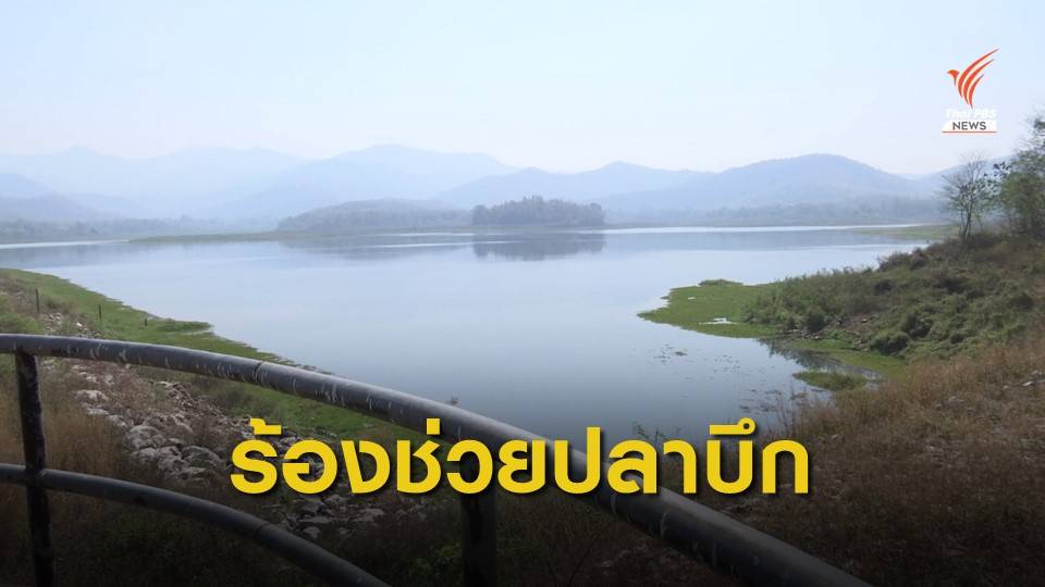ชาวบ้านร้องหน่วยงานที่เกี่ยวข้องวางแผนช่วยปลาบึก