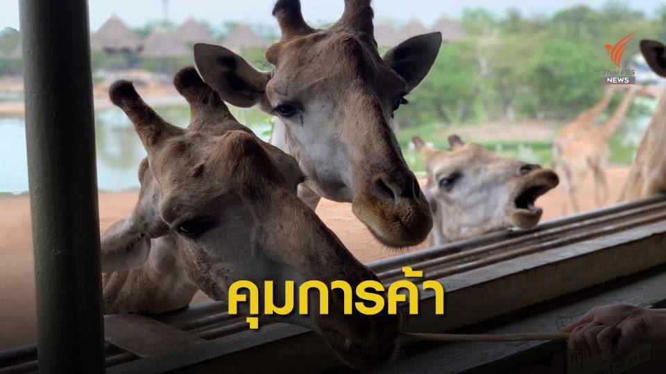 "ซาฟารีเวิลด์" ขอนำเข้า "ยีราฟ" ถูกต้อง เหตุไซเตสขึ้นบัญชี 2