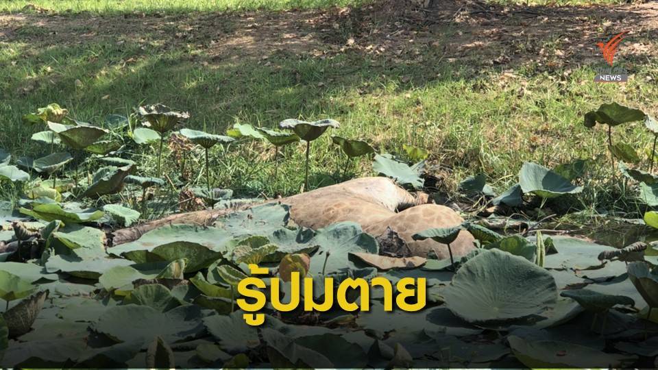 รู้บ่ายนี้ ผลตาย "ยีราฟ" ซาฟารีเวิลด์