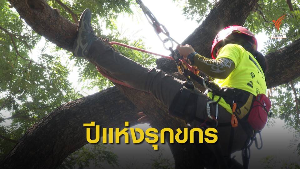 สัญญาณดี "รุกขกรไทย" ดูแลต้นไม้ใหญ่ในเมือง