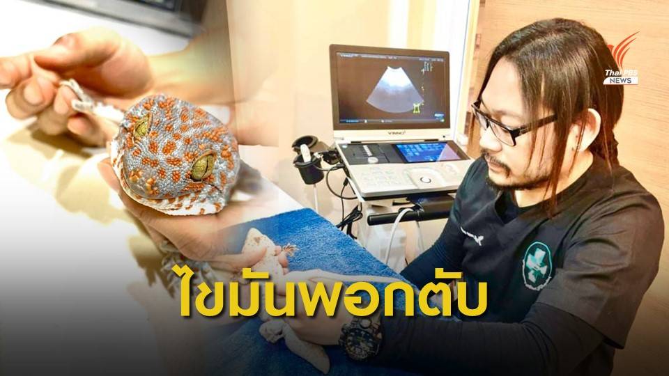 สัตวแพทย์เผย "ตุ๊กแกทองแดง" ป่วย ไขมันพอกตับ