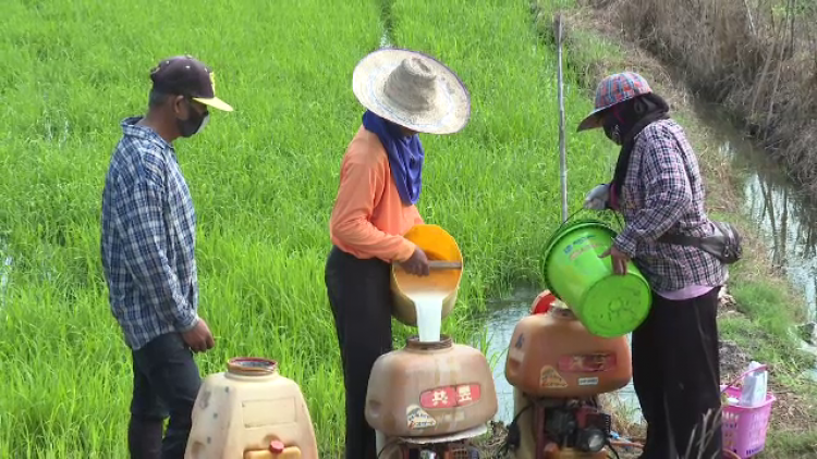 "ตรรกะวิบัติ" เรื่องสารเคมีเกษตร