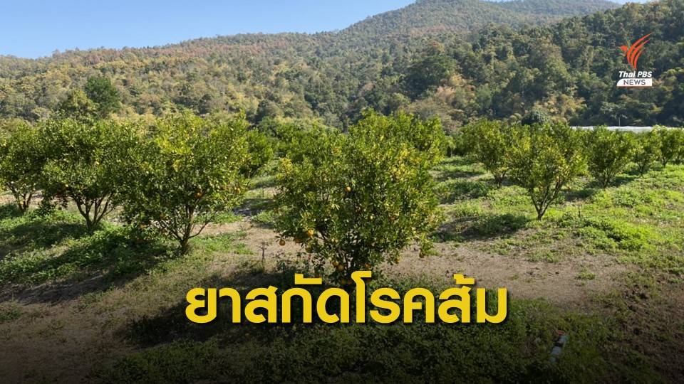 เร่งผลิตสูตรยาชีวภาพสกัดโรคกรีนนิ่งส้ม