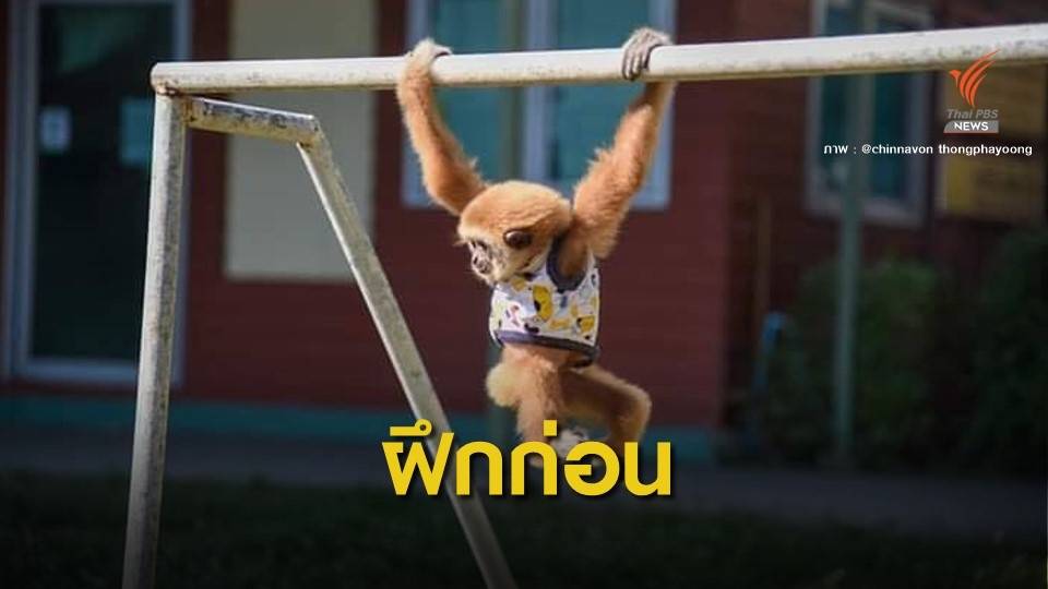 ฝึกน้องชะนี โหนราวเหล็ก ก่อนปล่อยคืนป่า