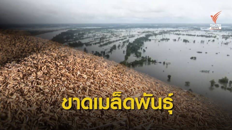 จัดทอดผ้าป่าเมล็ดพันธุ์ข้าว ช่วยชาวนาอุบลฯ ที่ประสบอุทกภัย