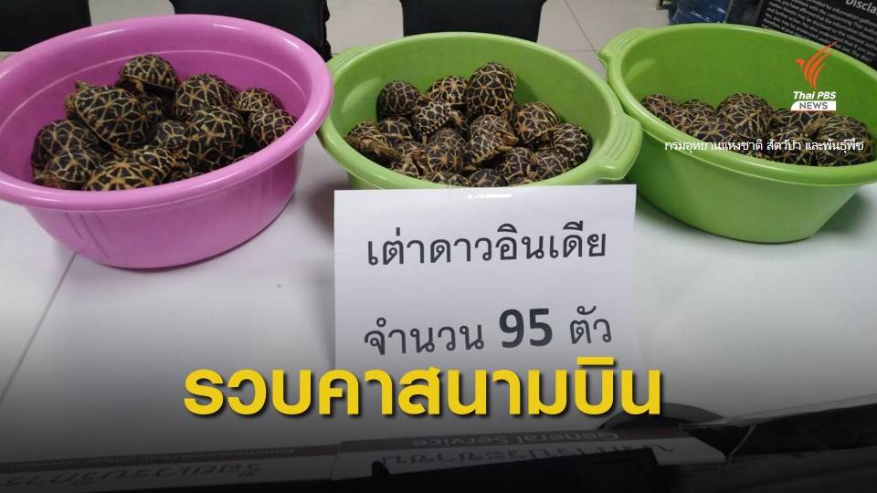 รวบชาวไต้หวันซุกเต่าดาวอินเดียในกระเป๋าเดินทาง คาสนามบินดอนเมือง