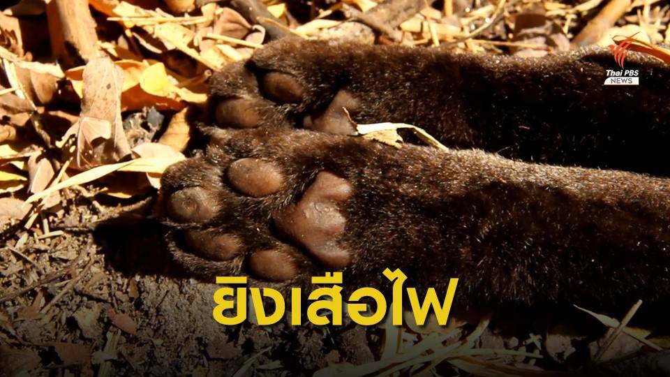 จับพรานป่ายิงเสือไฟแม่ลูกอ่อน สัตว์ป่าคุ้มครองในเขตภาชี