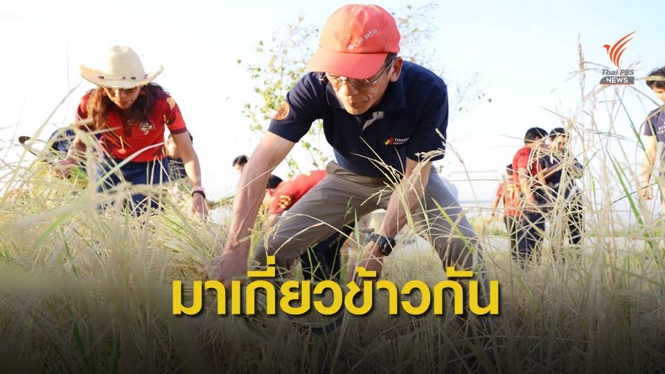“ธรรมศาสตร์” เกี่ยวข้าวนาอินทรีย์ลอยฟ้าใหญ่ที่สุดในเอเชีย