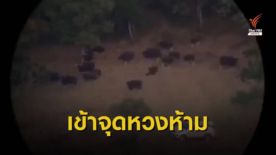 พบรถยนต์เข้าจุดหวงห้ามเขาสูง-เขาแผงม้า จ.นครราชสีมา
