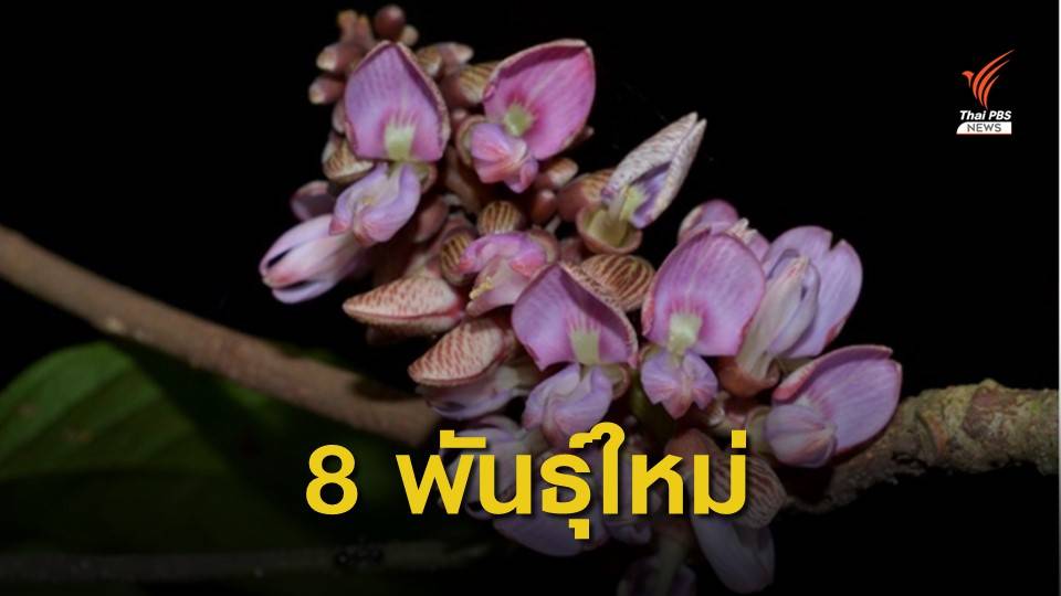 ค้นพบพืชพันธุ์ใหม่ของโลก 8 ชนิดในไทย