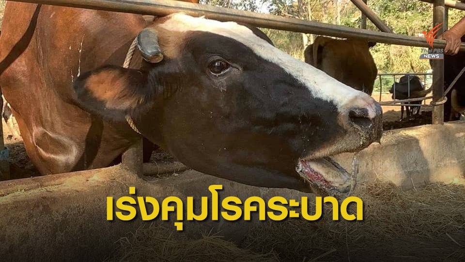 เกษตรกรเข้ากรุงฯ จี้รัฐบาลแก้โรคระบาด หลังวัวตายแล้วกว่า 70 ตัว