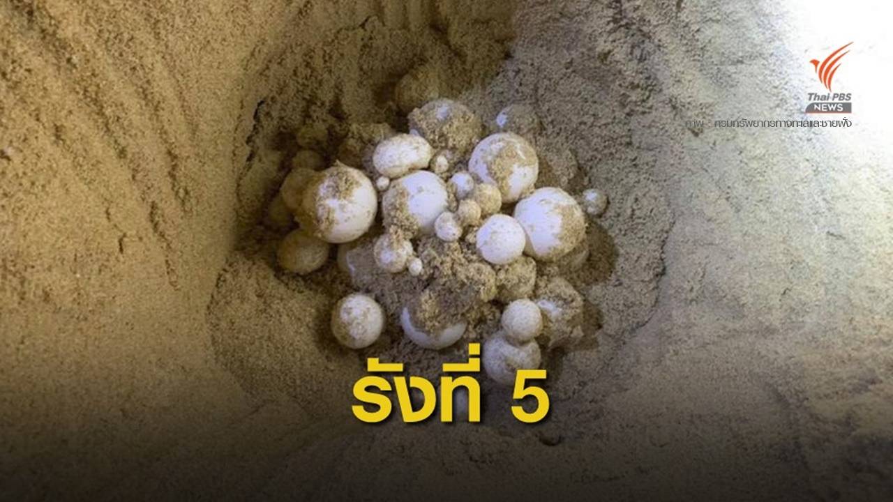 เดินเต่าพบหลุมไข่ "เต่ามะเฟือง" หาดบ่อดาน