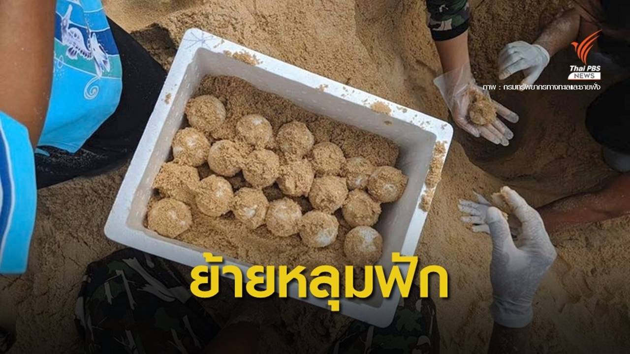 ข่าวดี! แม่เต่ามะเฟืองวางไข่หาดในทอน ย้ายหลุมจัดทีมเฝ้า 24 ชม.