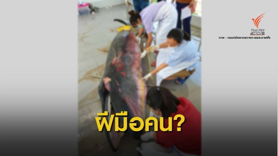 กระดูกกรามหัก! ทช.ชี้ "วาฬโอมูระ" เกาะลันตา ตายจากฝีมือคน
