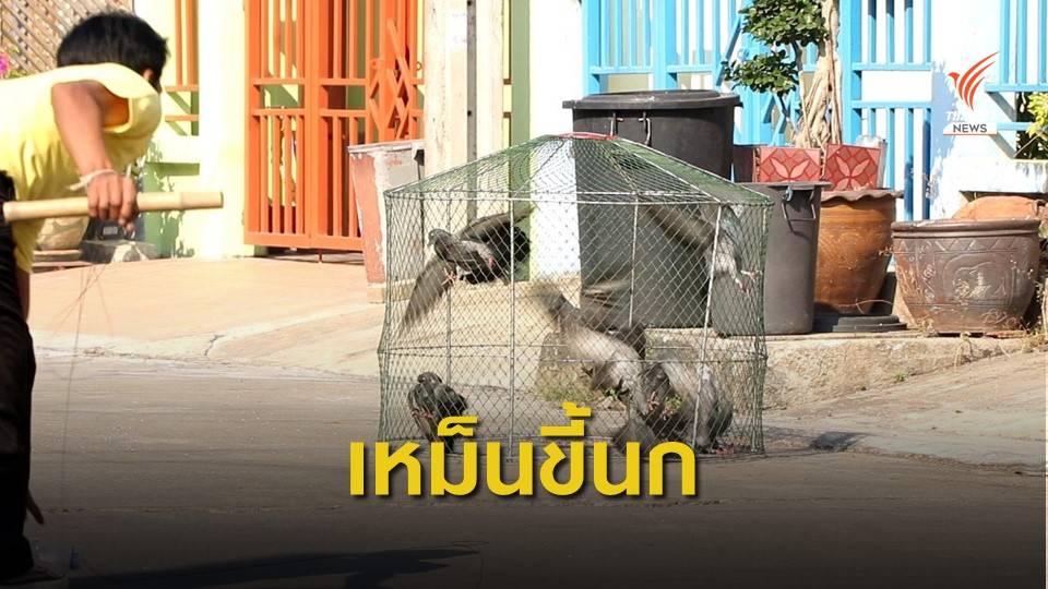 เพื่อนบ้านให้อาหารนกพิราบ กระทบผู้อยู่อาศัยในชุมชน