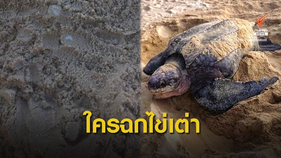 "ธรณ์" โพสต์เดือดหามือลัก "ไข่เต่ามะเฟือง" หาดท้ายเหมือง