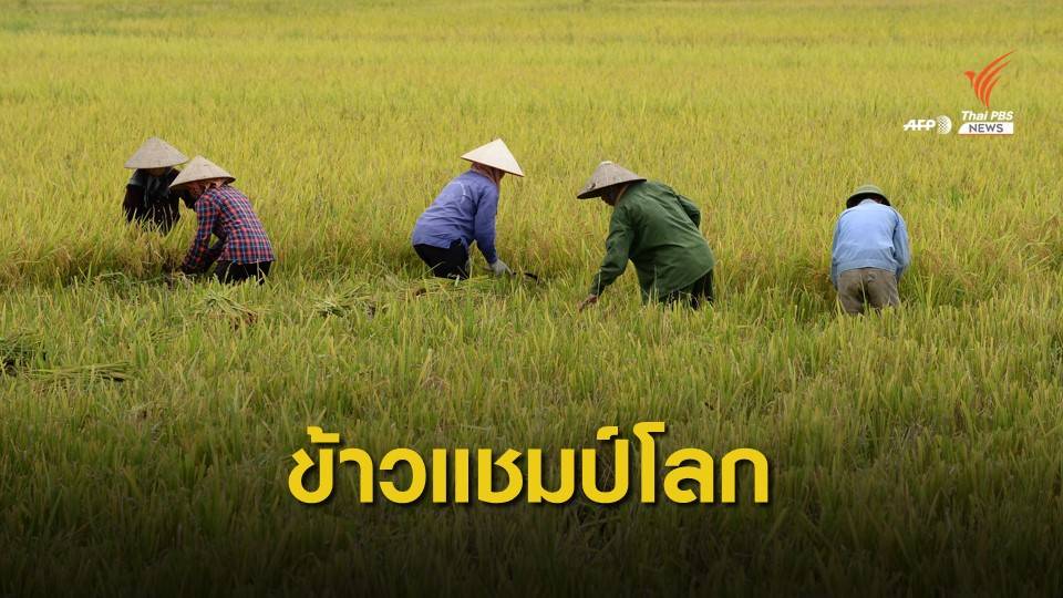 ที่สุดในโลก "ข้าว ST24" ของเวียดนาม "เมล็ดยาว-นุ่ม-กลิ่นหอม"