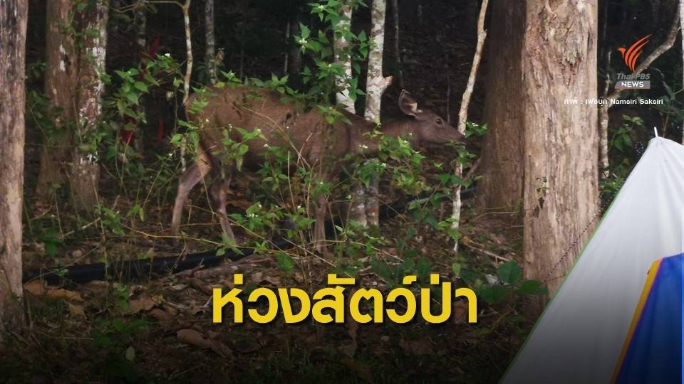 "เขาใหญ่" แจงเปิดจุดกางเต็นท์เพิ่ม-นักท่องเที่ยวล้น