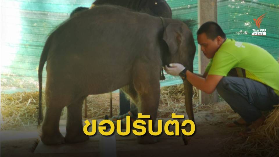 "ชบาแก้ว" ไม่ยอมกินนม "พังดอกรัก" ช้างแม่รับ