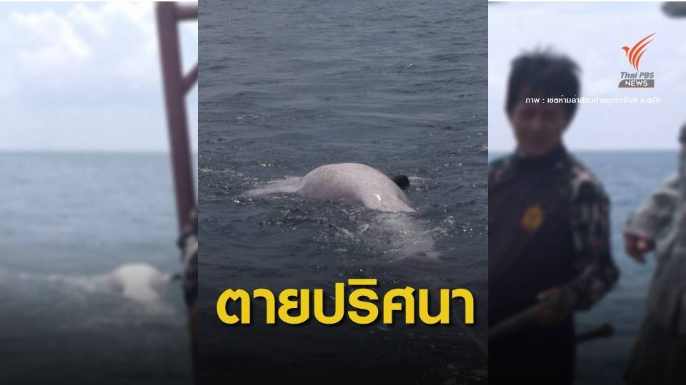 ครั้งแรกในรอบ 8 ปี "ฉลามวาฬ" ตายใกล้เกาะลิบง