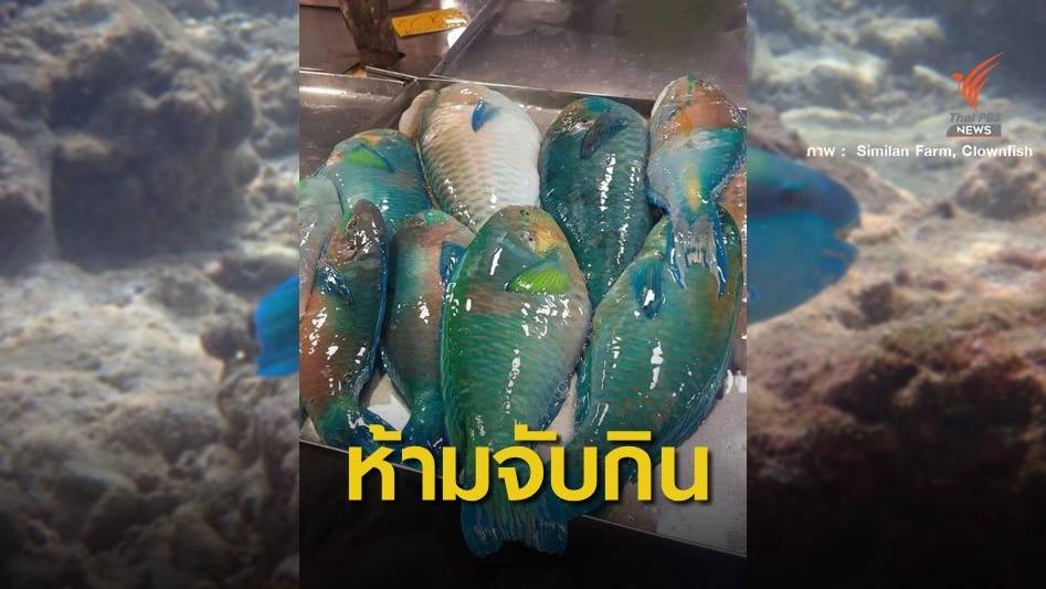 เตือนจับ "ปลานกแก้ว" โทษสูงจำคุก 5 ปีปรับไม่เกิน 2 หมื่น