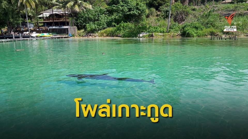 "วาฬเพชฌฆาตดำ" โผล่อ่าวบางเบ้า เกาะกูด