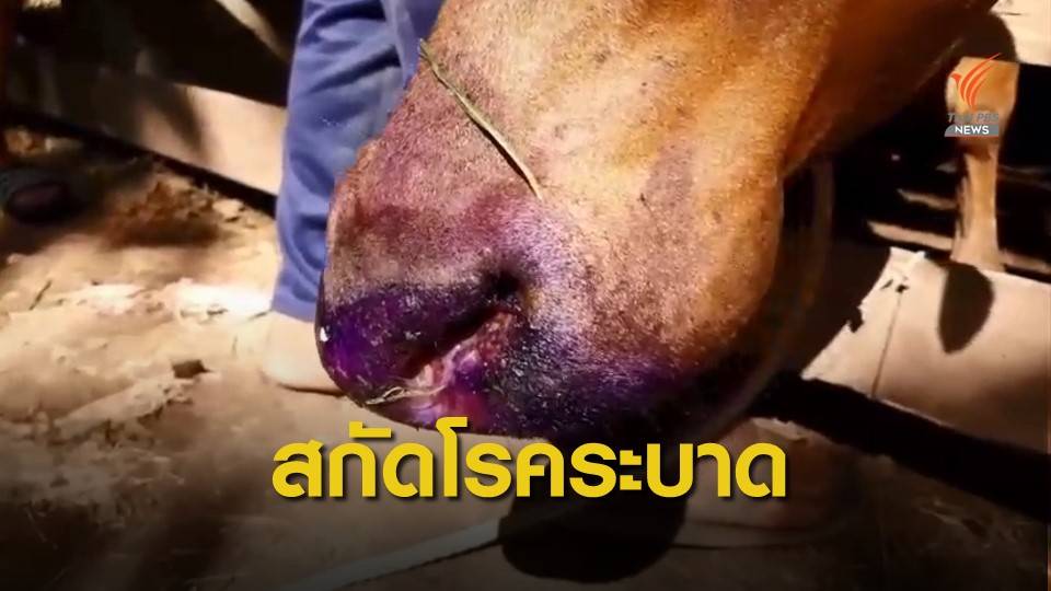 นครศรีฯ คุมเข้ม "ปากเท้าเปื่อย" ระบาดวัวกว่า 300 ตัว