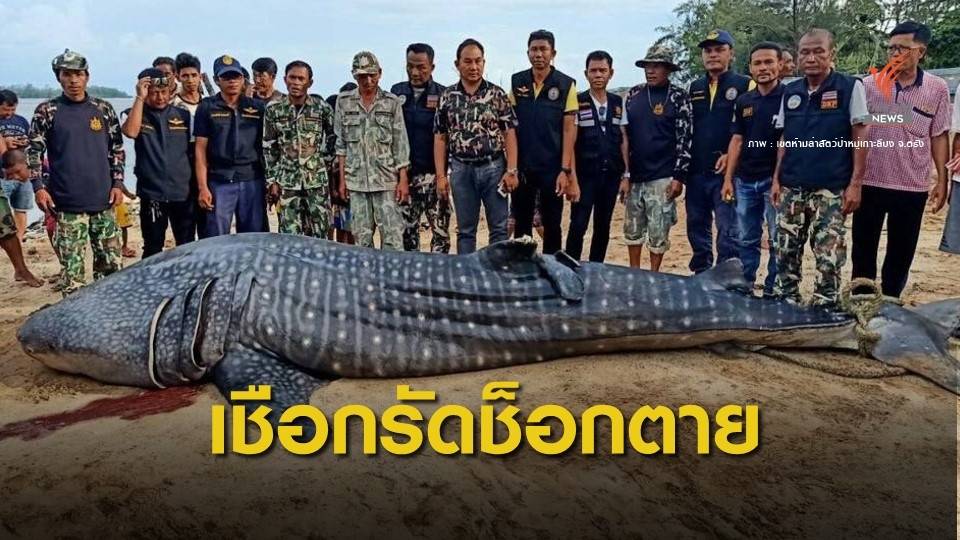 เชือกรัดจนช็อกตาย! ทช.สรุปผลชันสูตร "ฉลามวาฬ" เกาะลิบง