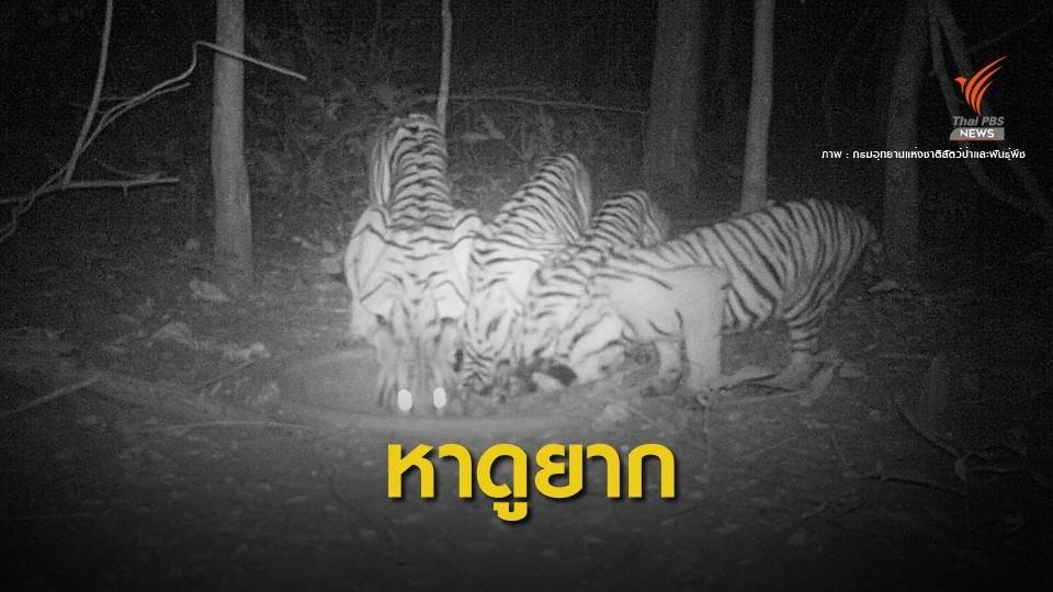 ตื่นตา! เสือโคร่ง 4 ตัวลงกินน้ำพร้อมกันป่าห้วยขาแข้ง