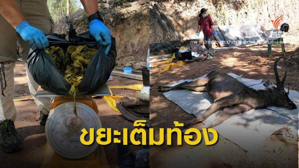 ตะลึง ! ผ่าท้องกวางป่าตายเจอสารพัดขยะ 7 กก.