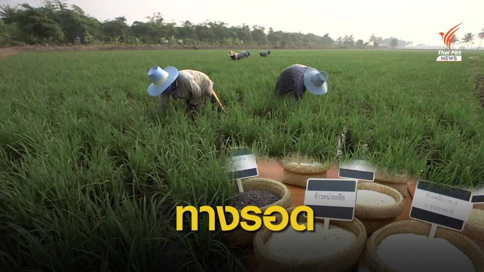 ชูความหลากหลายพันธุ์ข้าว ช่วยกู้วิกฤตข้าว - ชาวนาไทย