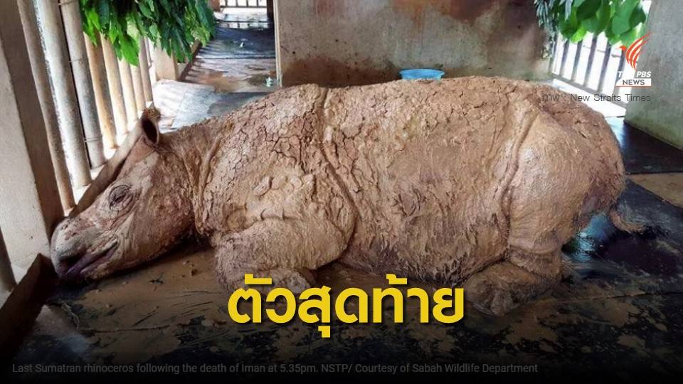 "แรดสุมาตรา" ตัวสุดท้ายในมาเลเซียตายแล้ว