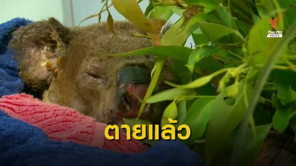 แพทย์ตัดสินใจการุณยฆาต "ลูอิส" โคอาลาที่ถูกช่วยจากไฟป่า