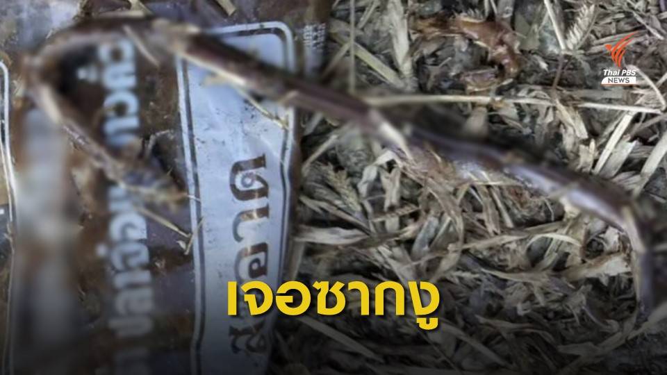 หนุ่มบุรีรัมย์ผงะ เจองูในถุงปลาร้า