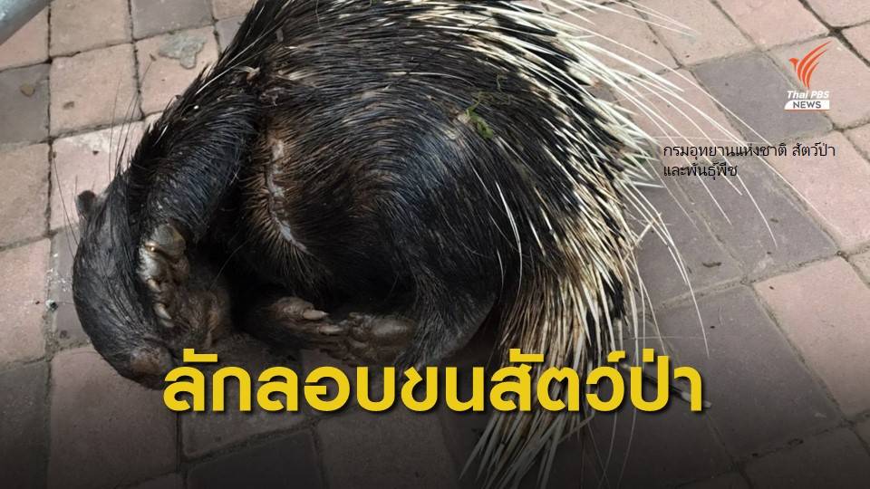 จับหญิงชาวลาวพร้อมยึดซากเม่น จุดผ่อนปรน จ.เชียงราย