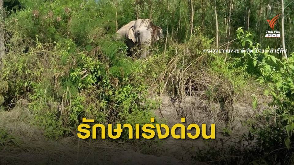 พบช้างป่าบาดเจ็บ คาดต่อสู้กัน จ.นครราชสีมา