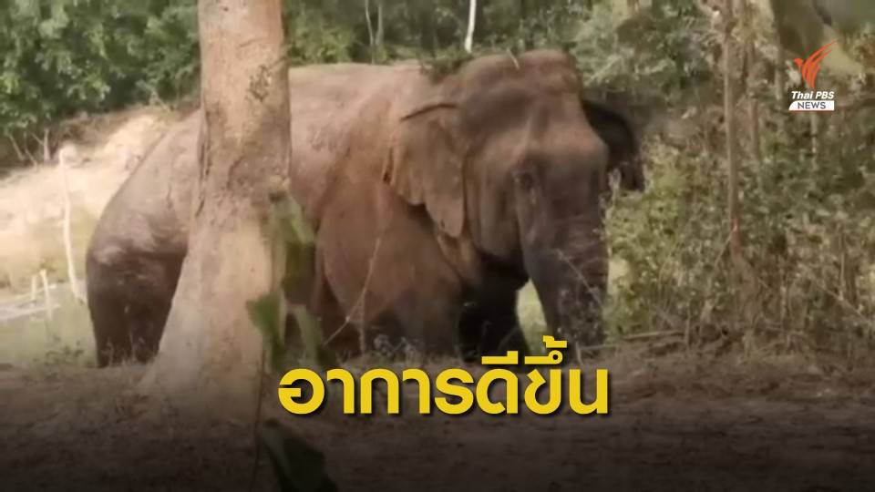ช้างป่าทับลานบาดเจ็บอาการดีขึ้น