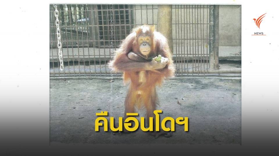 ไทยยืนยันส่งอุรังอุตังกลับอินโดฯ แม้ที่เคยส่งคืนไม่ได้ปรับพฤติกรรม