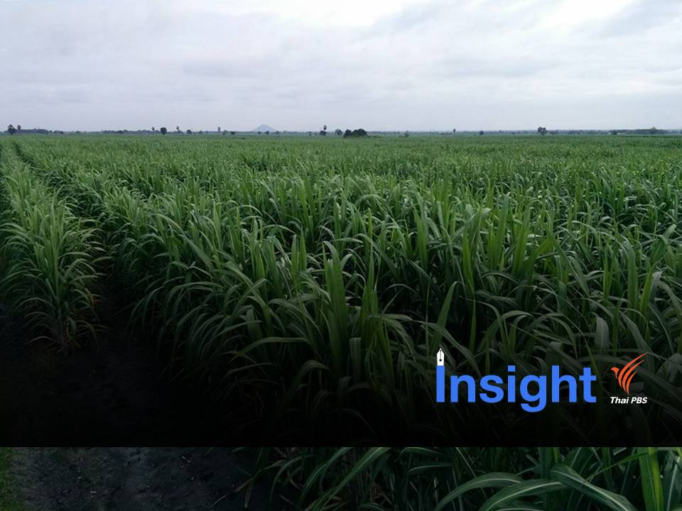 “ทางบังคับเลือก”