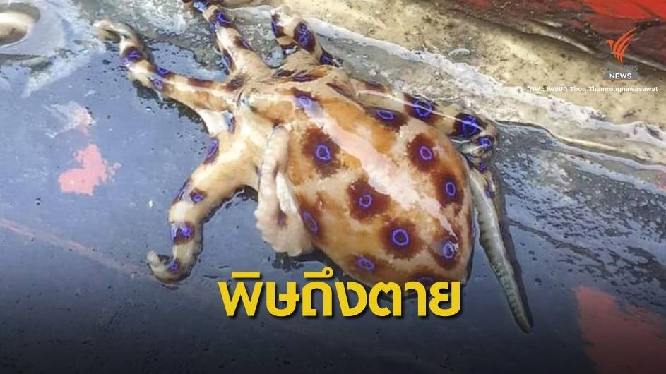 เตือน "หมึกสายวงน้ำเงิน" โผล่ทะเล จ.ชุมพร