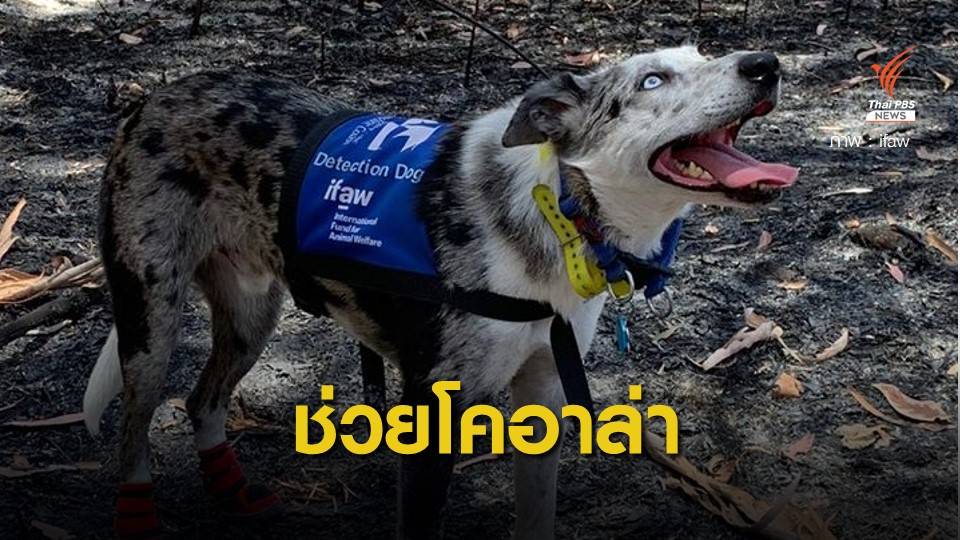 ออสเตรเลียฝึกหมา "แบร์" ช่วยหมี "โคอาล่า" จากไฟป่า