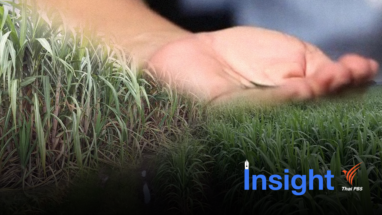 เซาะกราวออร์แกนิก