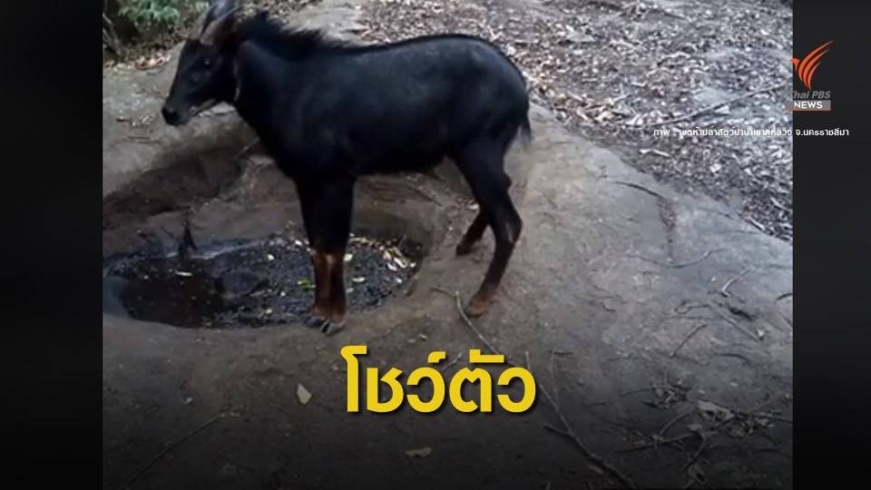 หายาก "เลียงผา" โชว์ตัวที่ป่าภูหลวง