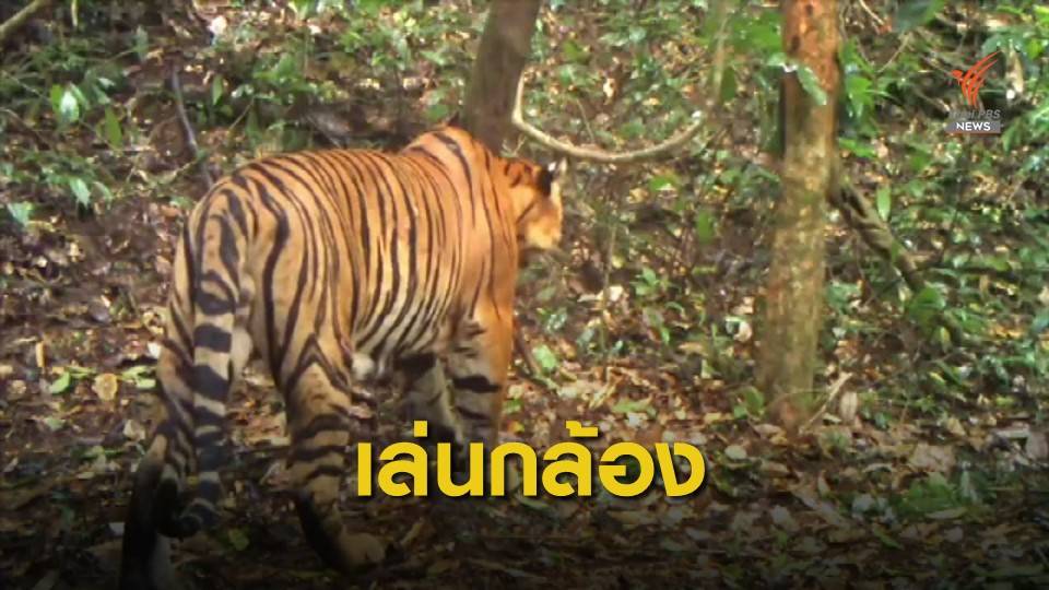 "เสือโคร่ง" แอบเล่นกล้องในป่าแก่งกระจาน