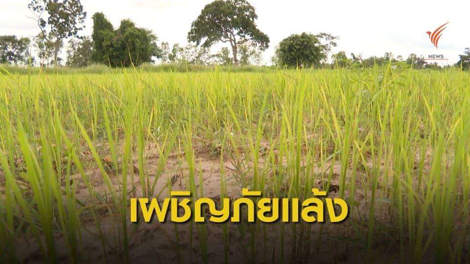 นาข้าวภาคกลาง ภาคอีสาน เผชิญภัยแล้ง ยืนต้นตายกว่า 2,000 ไร่