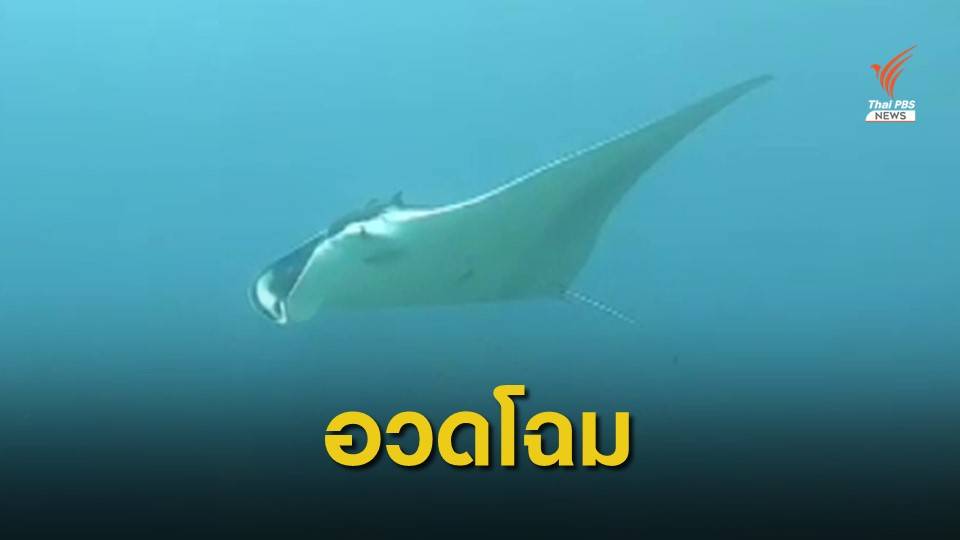 "กระเบนราหู" สัตว์ทะเลหายากอวดโฉมนักท่องเที่ยวหมู่เกาะสิมิลัน