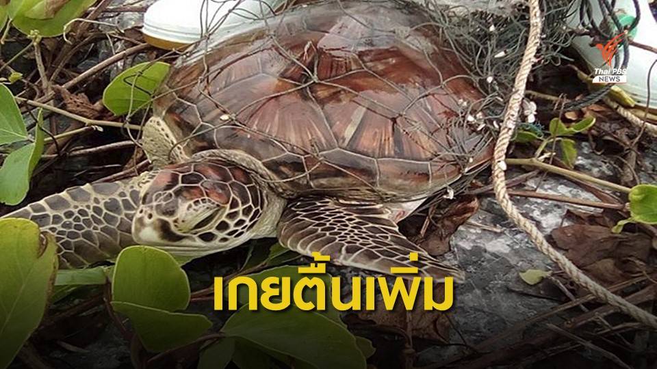 3 วัน ทช.รับแจ้งเต่าทะเลเกยตื้น 19 ตัว