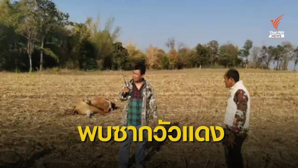พบซากวัวแดงถูกชำแหละใกล้ป่าห้วยขาแข้ง
