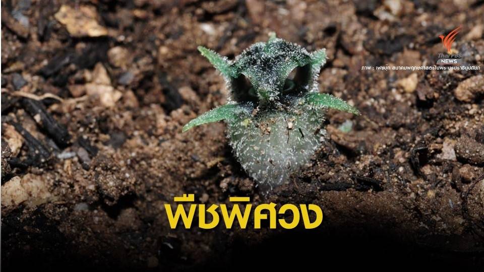 น่ารัก! พืชชนิดใหม่ "คล้ายนกฮูก" แห่งเดียวบนดอยหัวหมด
