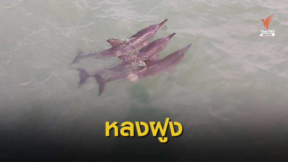 ทช.ช่วยเหลือโลมาหลงฝูง ในอ่าวเพ จ.ระยอง